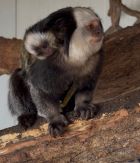 Мармозетките на Жофроа – Амина и Темпо, станаха родители на близнаци за втори път, но има и новородено алпака