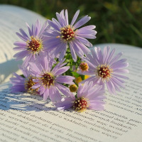 Специализирани занимания, посветени на Деня на будителите, предлага Музеят на Възраждането във Варна